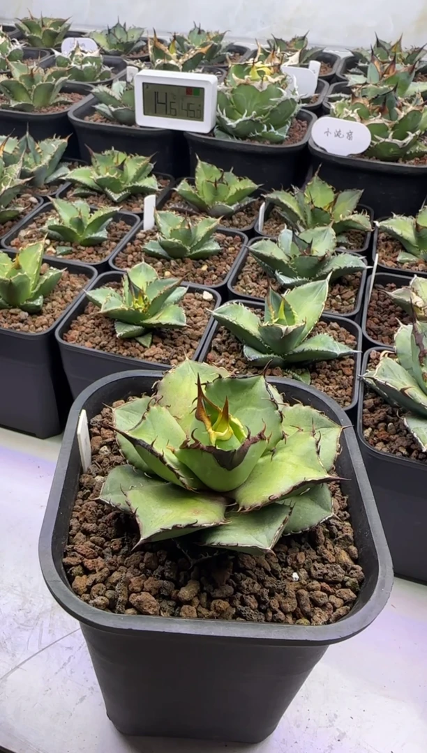 【闪购商品】实生仁王冠龙舌兰