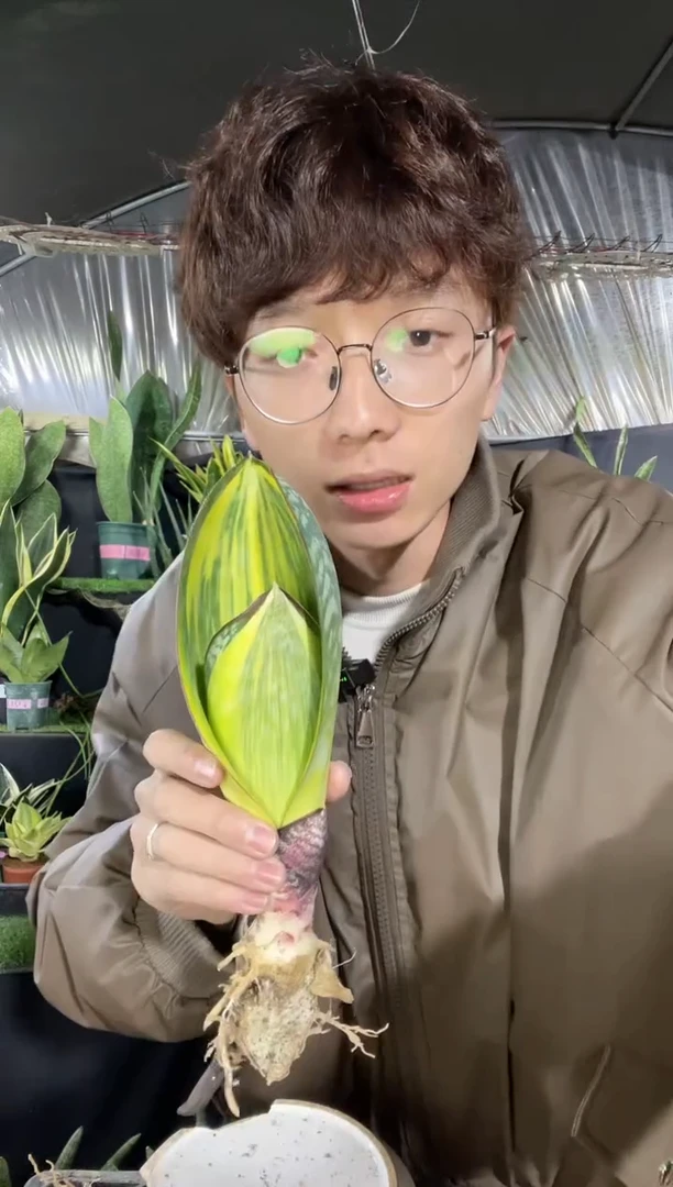 【闪购商品】3号黄金宝镜45