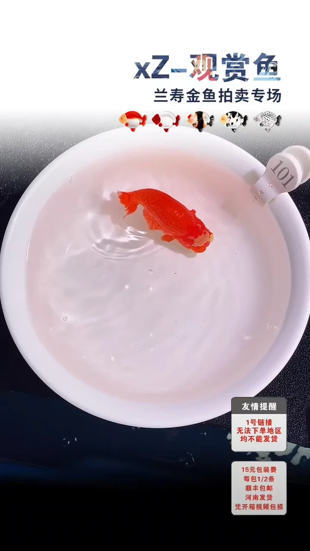 金鱼首单必拍包装未拍到付101号
