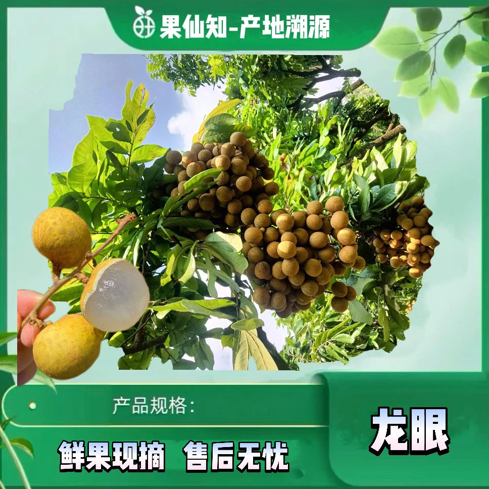 【A级广西】【无药龙眼】3斤皮薄肉厚汁水足【净果去枝】【北京同城包邮】