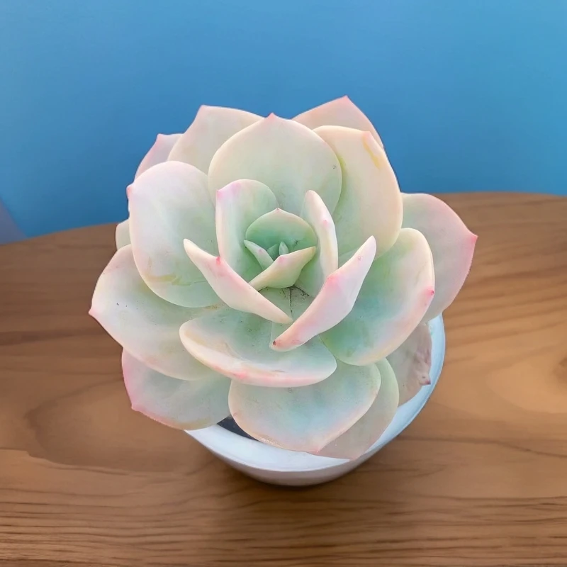 白凤 多肉植物（九块九包邮）以直播间实物为标准