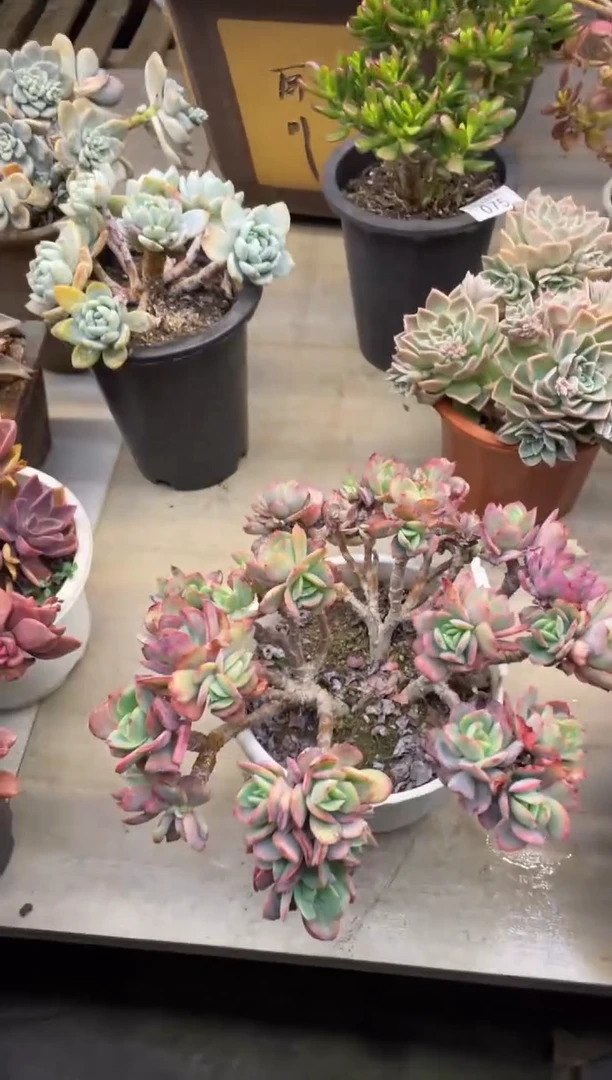 【闪购商品】166绮罗