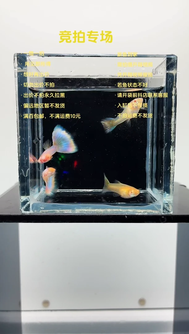 孔雀鱼极光幻彩两对-62