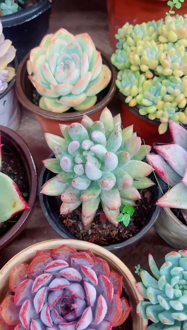 海*06038多肉植物一物一拍