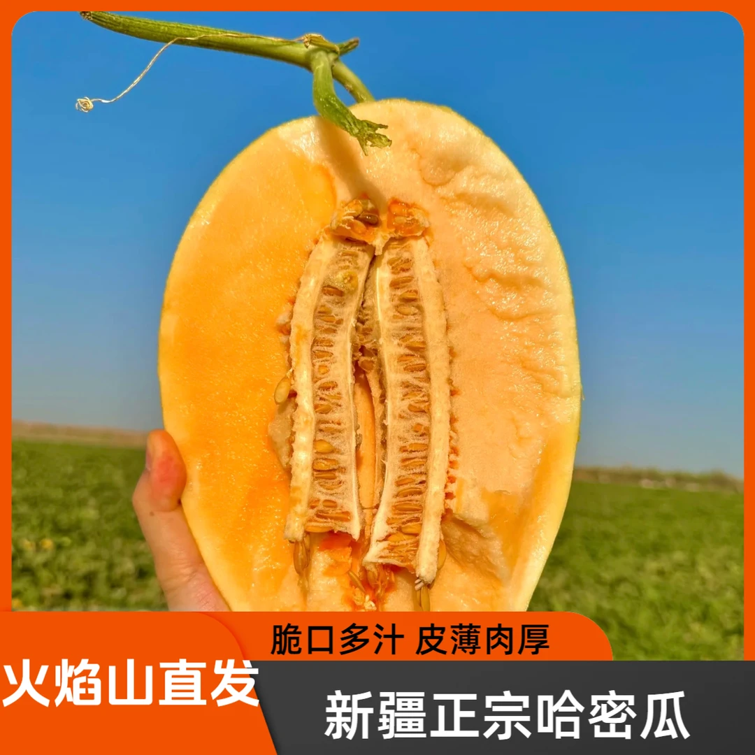 【新疆空运直发】新疆吐鲁番火焰山金色年华现摘现发新鲜水果