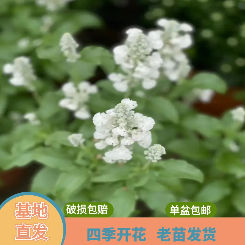 绿植园 [鼠尾草 ]盆栽带花苞发货四季开花阳台花卉植物
