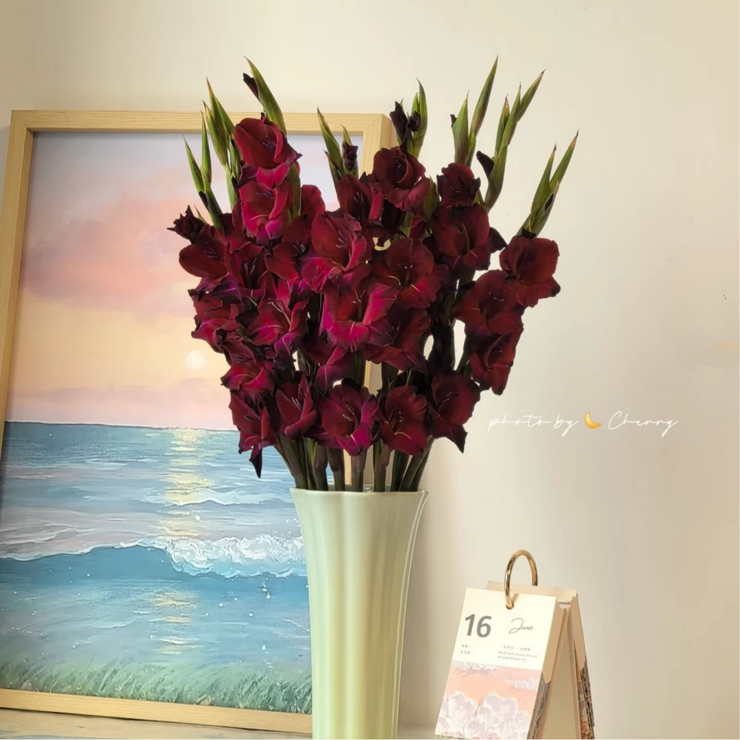 [云境物语]黑丝绒剑兰/轻奢高品质鲜花/顺丰冷链/德邦空运