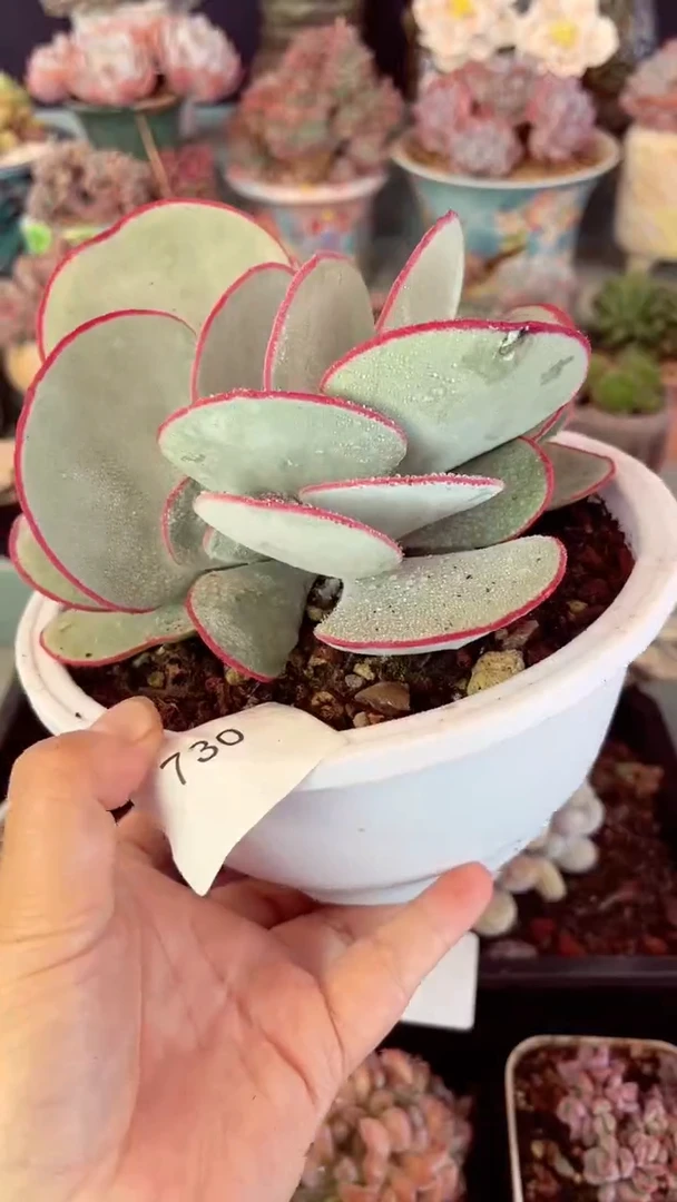 730群生白眉多肉
