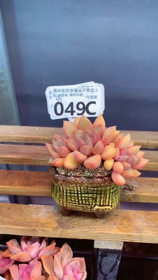 049C（一物一拍实付满28发货，默认不带盆土）