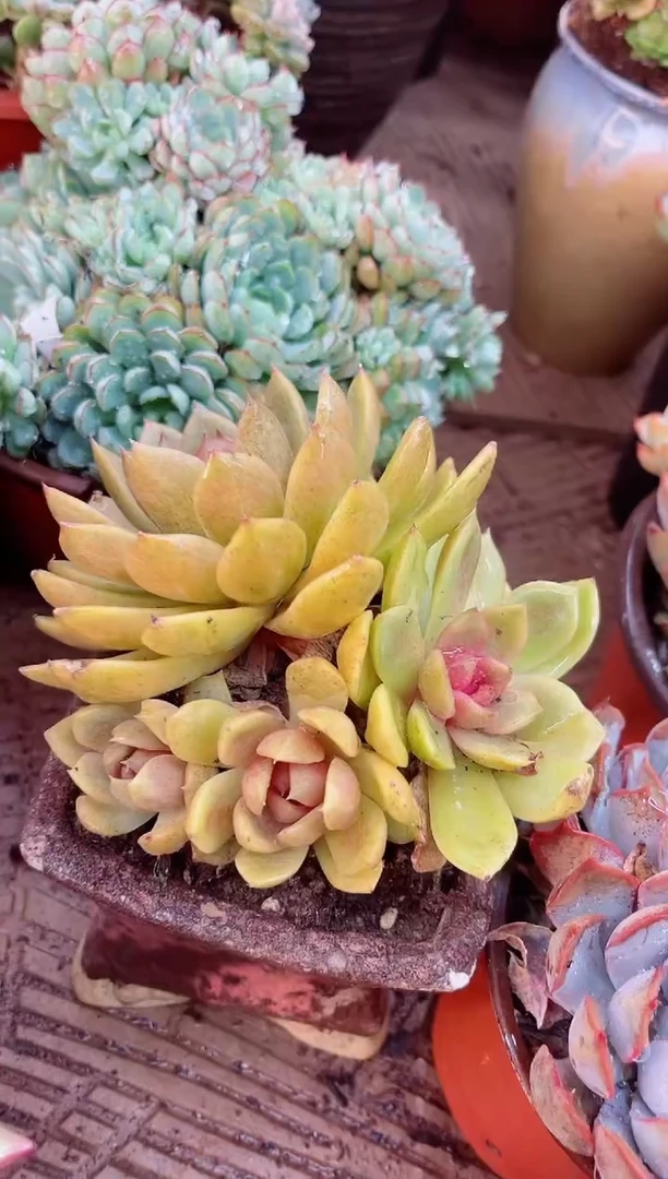 沉*15063多肉植物一物一拍