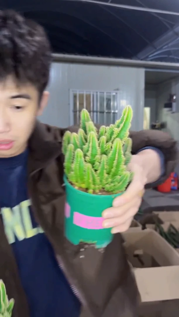 【闪购商品】2颗 万重山