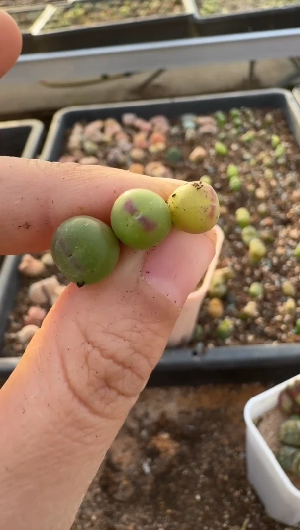 【闪购商品】7-529