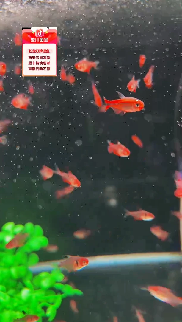 海水鱼黑*师潘琪特挑3条