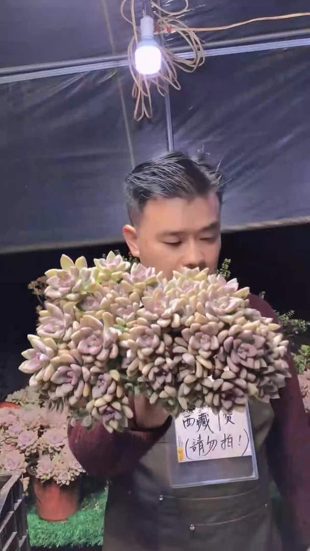 182淡雪缀化一物一拍