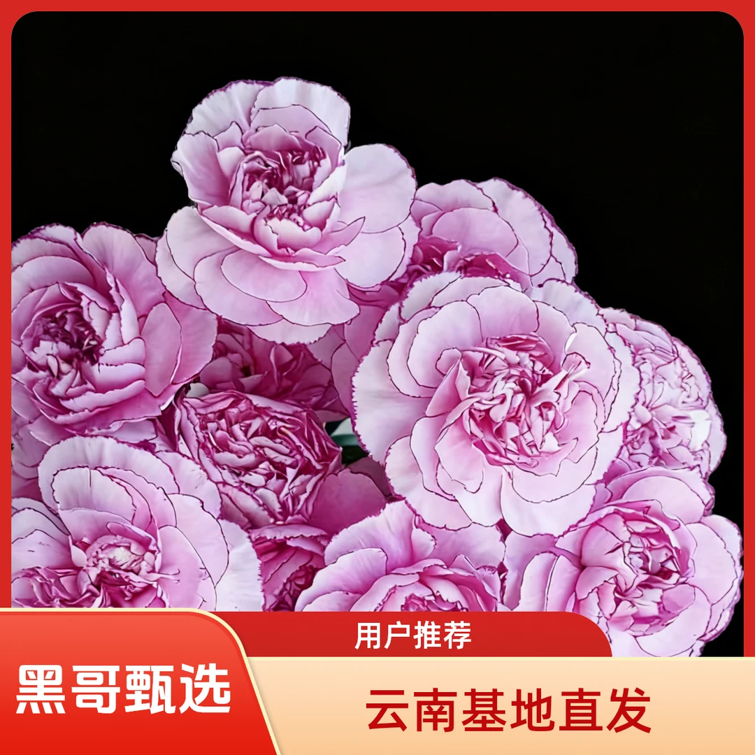 （紫霞）康乃馨到手20枝2枝含损鲜花