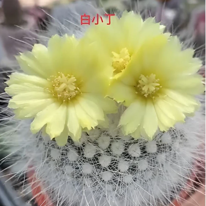 二妹园艺（大单头白小丁 实生根）好花色仙人球满18包邮随机发