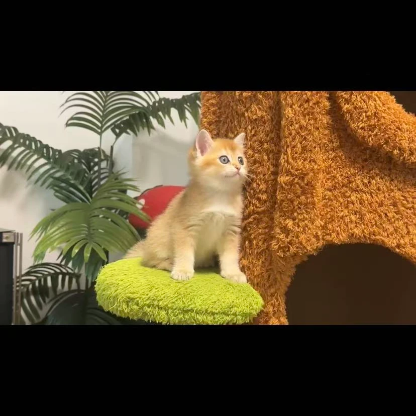 金渐层妹妹宠物猫幼猫