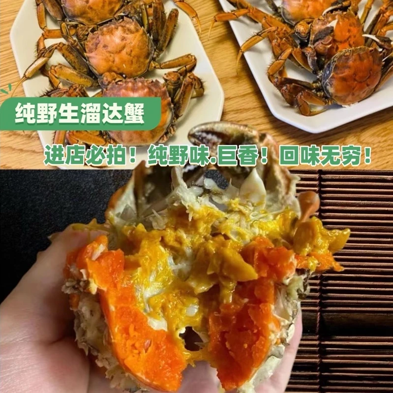 【小夏专属】 盘锦河蟹稻田蟹 （1.3-1.5）两母蟹10只+送3只补损耗