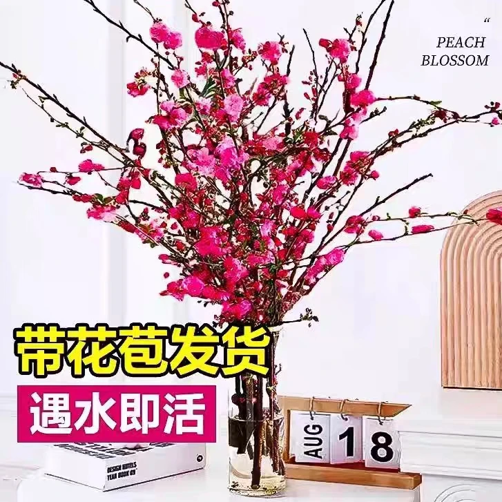 【年宵花】干枝红梅遇水开花带花苞红梅花枝耐寒好养飘香新年装饰品