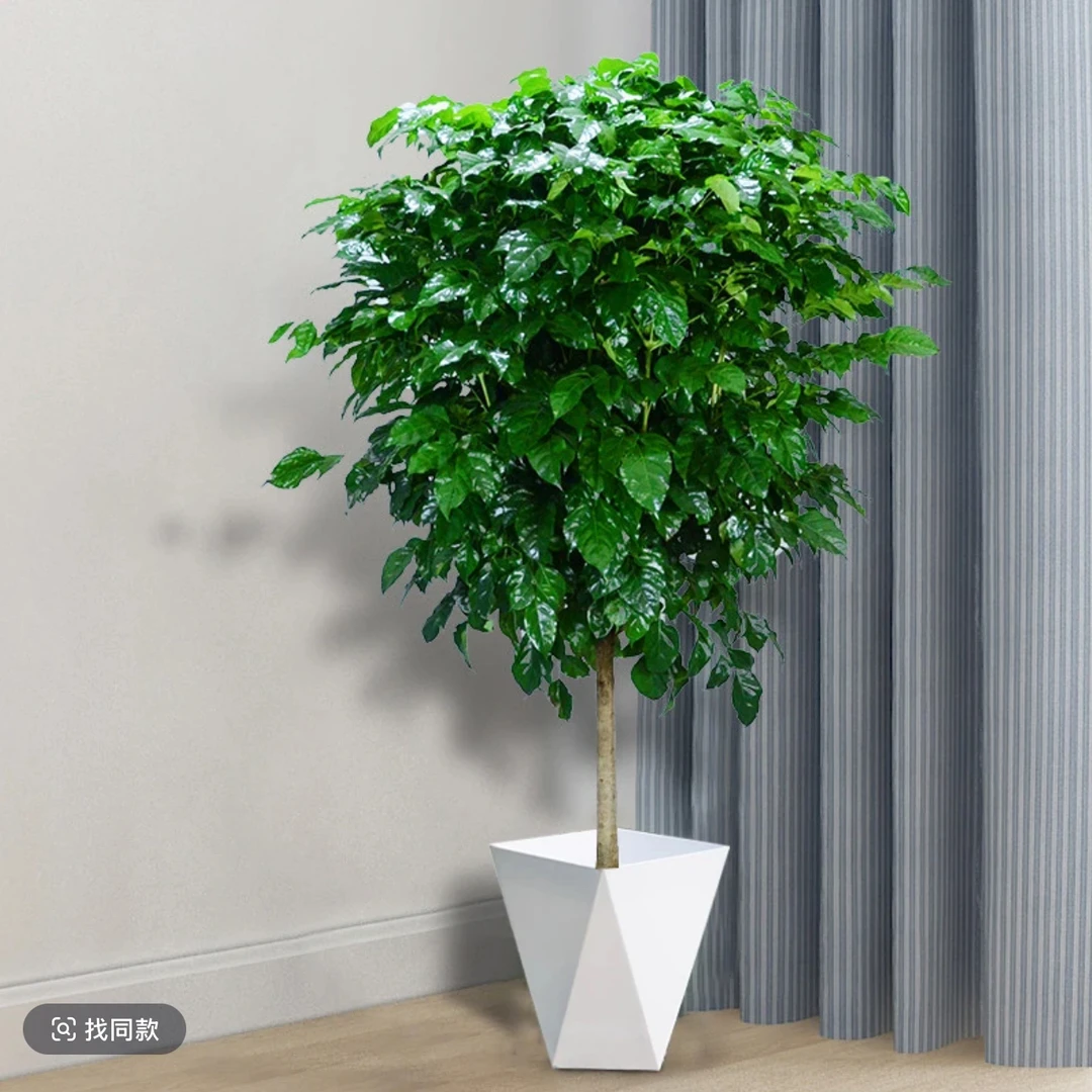 （1.1-1.3米送货上门）独杆棒棒糖幸福树客厅办公室净化空气植物