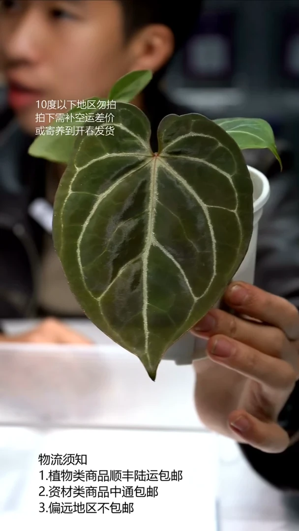 完全开放澳霍*红华红铜 01