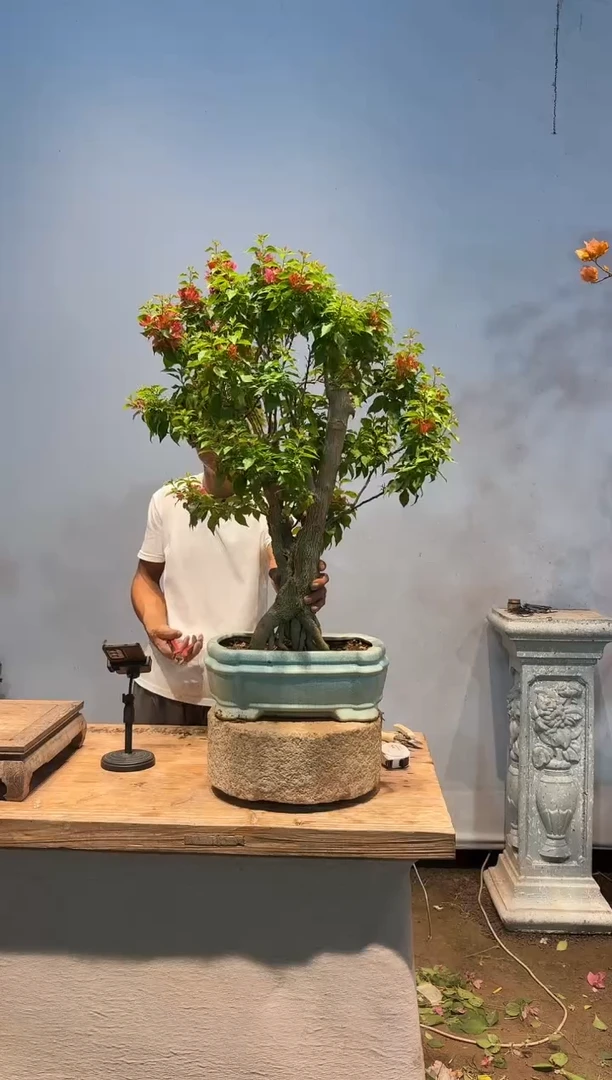 全部花朵理****朵三角梅62