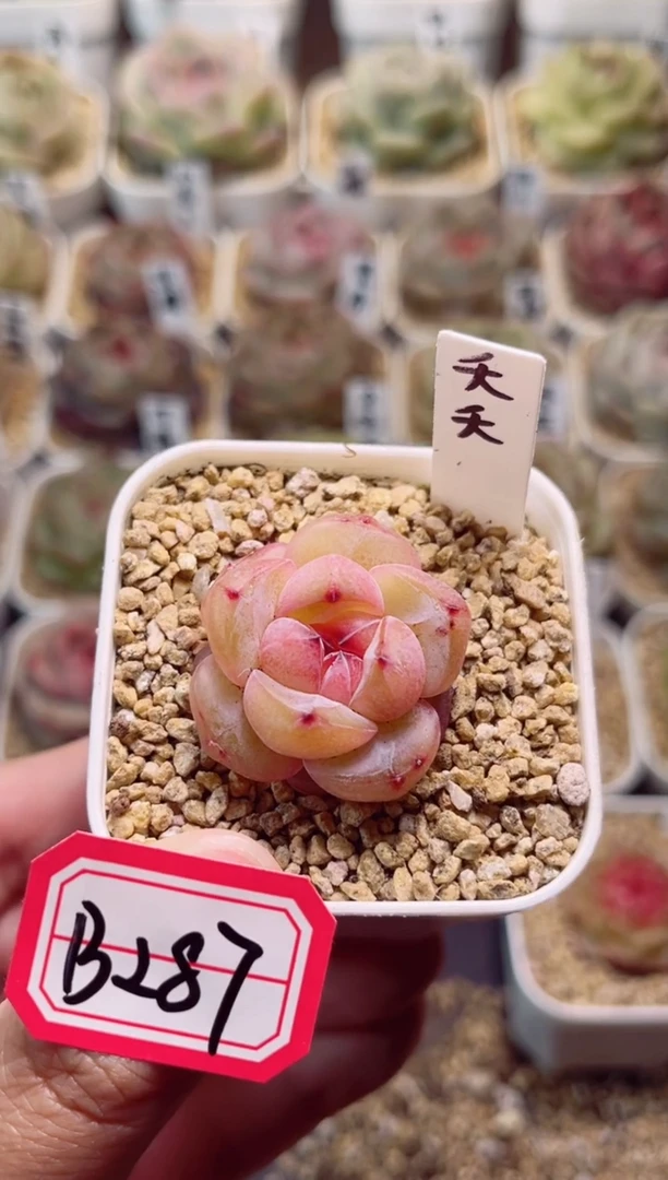 B287夭夭一物一拍