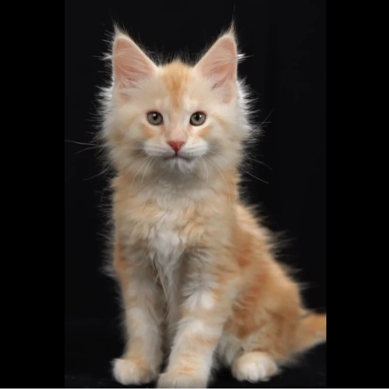 凯米尔缅因猫 3037弟弟—大天使缅因猫舍