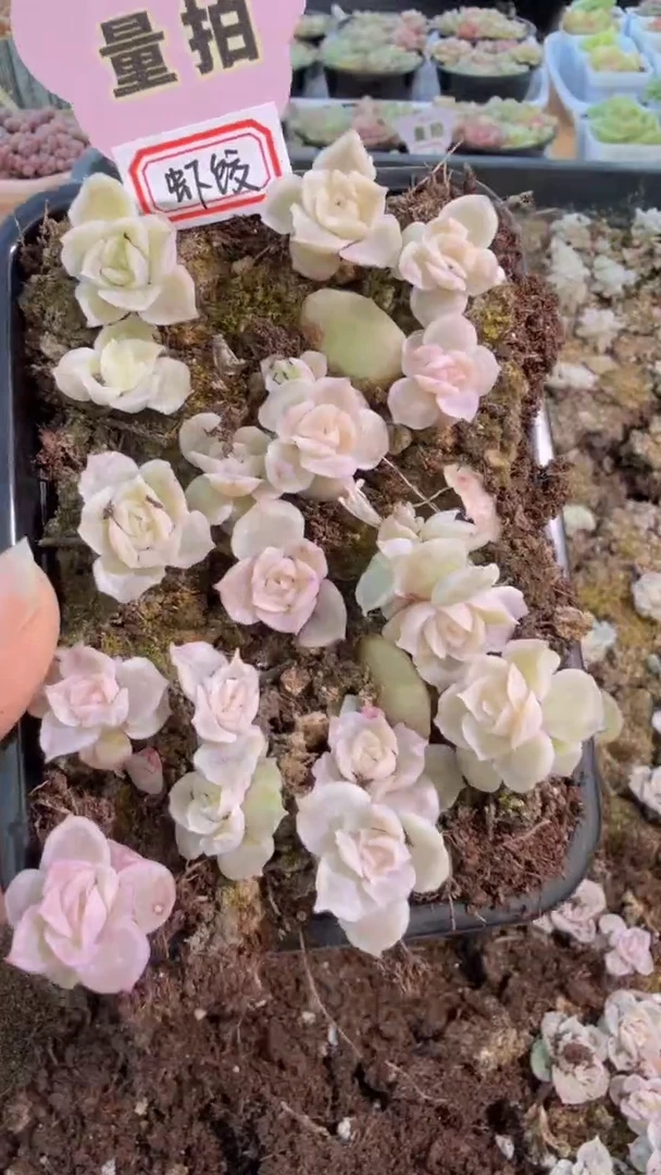 虾饺切糕1盒 量拍多肉植物