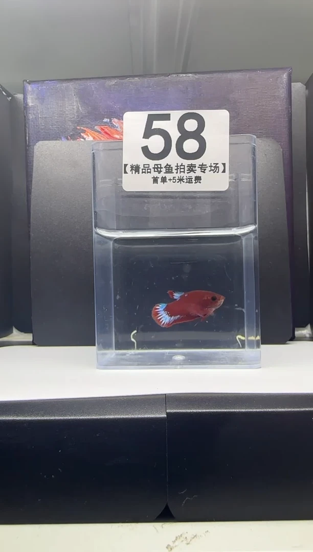 斗鱼母鱼编号：58