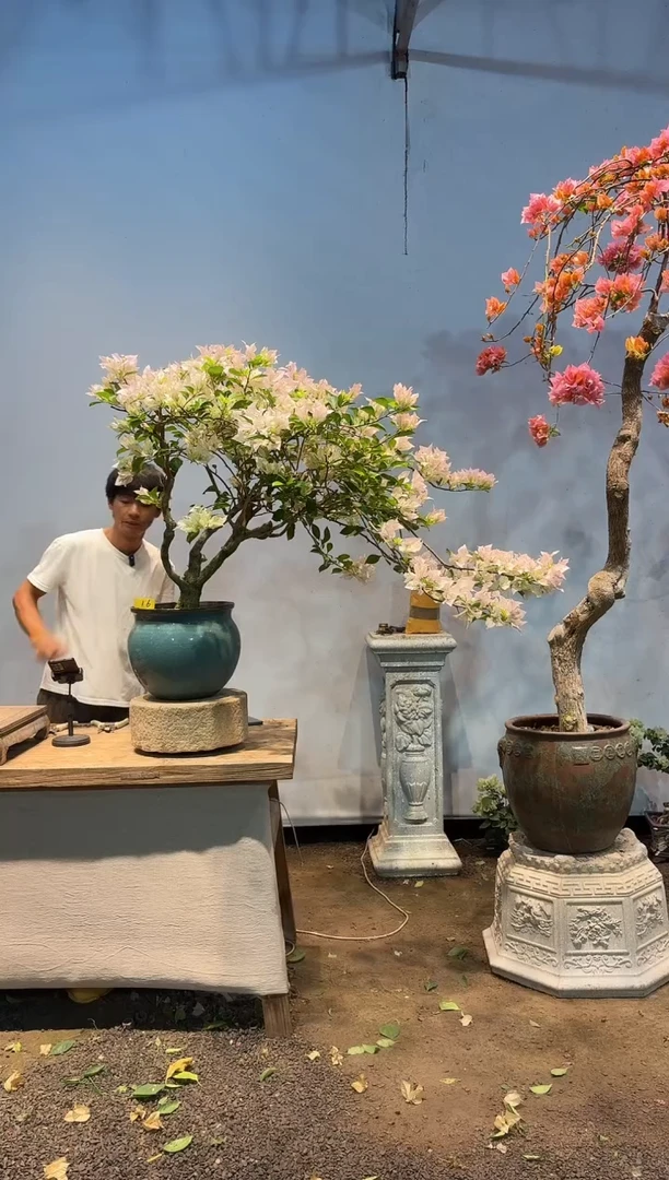 全部花朵Ｍ三角梅16