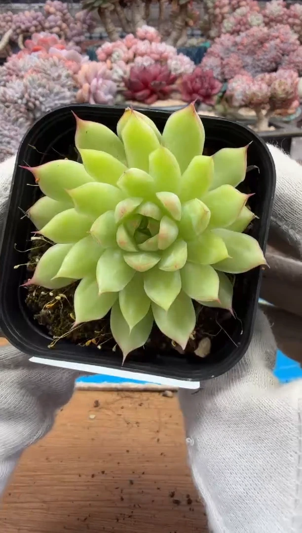 东云多肉园三号店-71