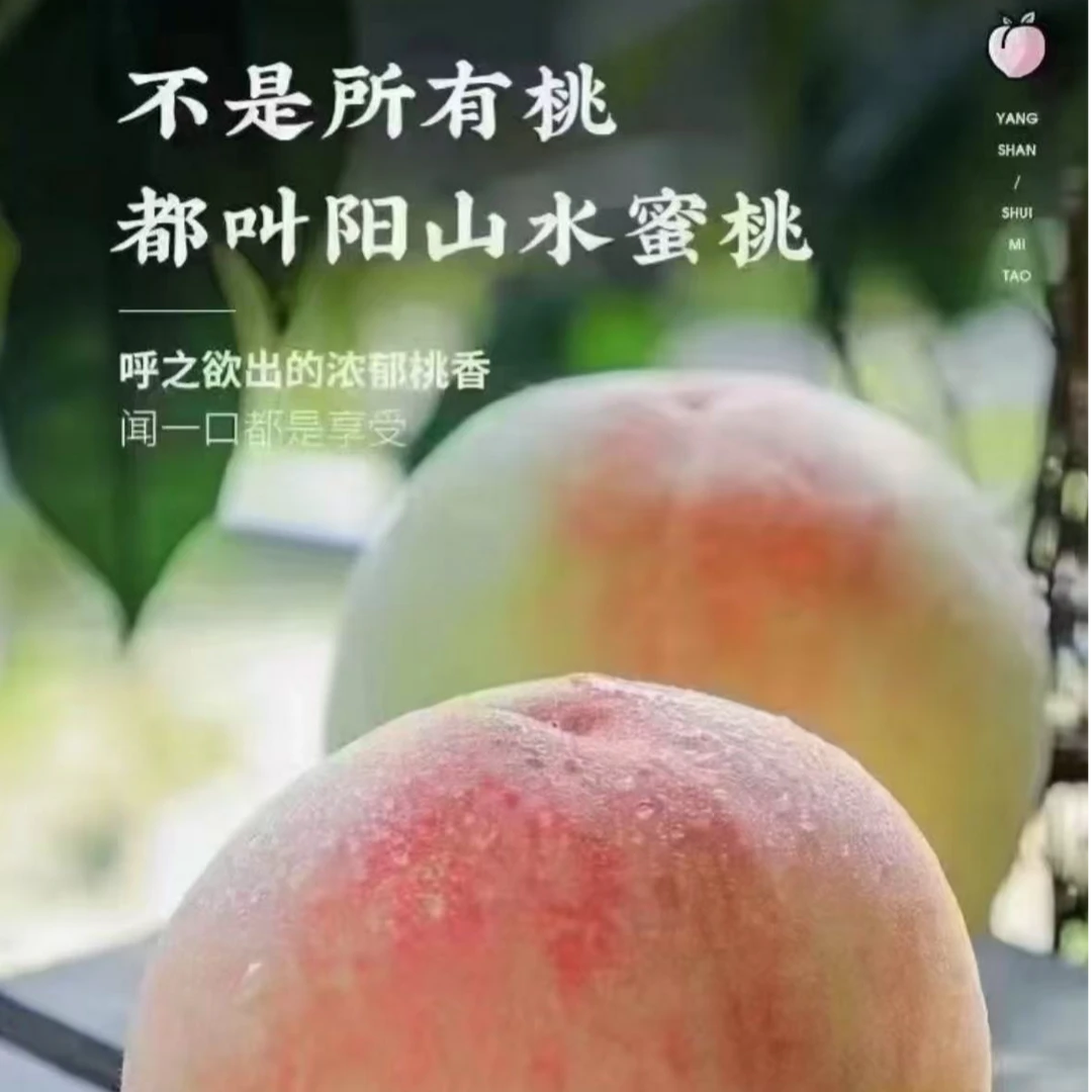 C正宗阳山水蜜桃当季新鲜水果脆软甜多汁6-5两到手8只同城上门江苏省