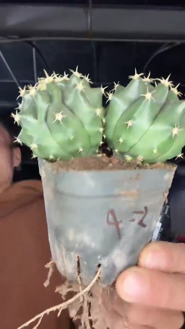 5-9号          12.99