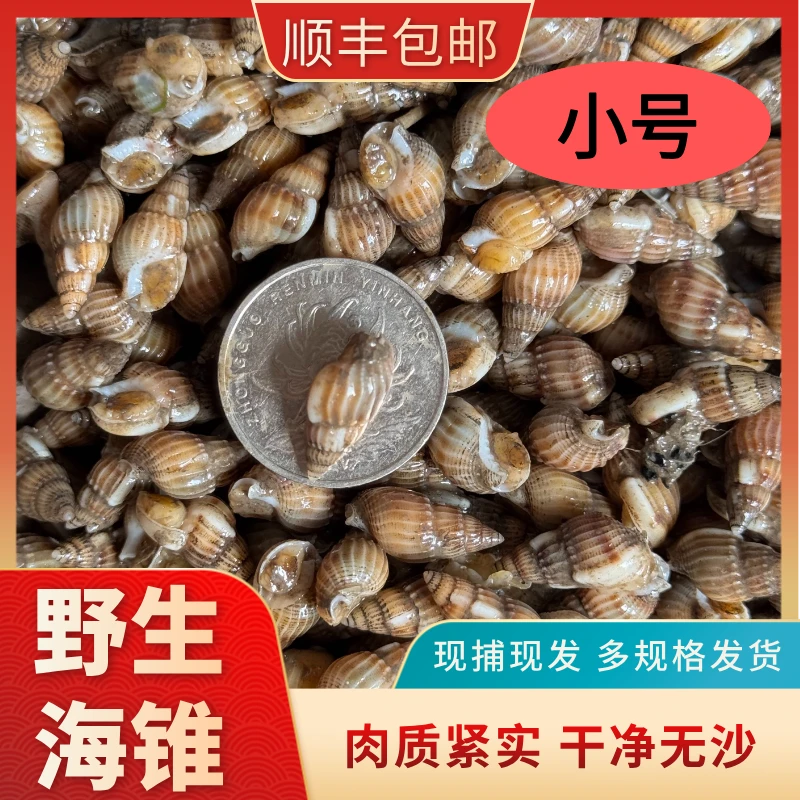 [小号]丹东东港海锥 超肥海瓜子海螺丝 700-900粒/斤 顺丰包邮