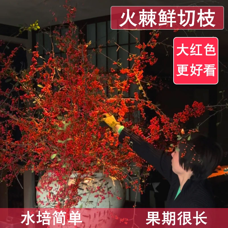 大红色火棘果鲜切火把果客厅装饰摆件观赏插花水养水培鲜花小冬青