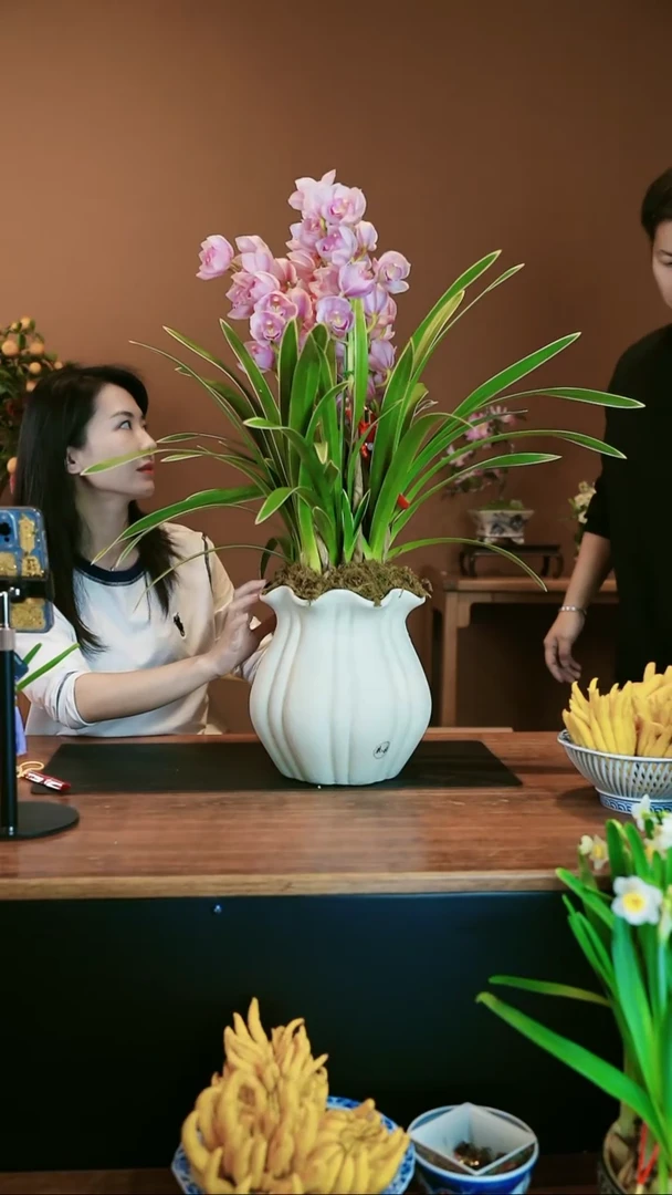 【闪购商品】盆景金边粉珞 白