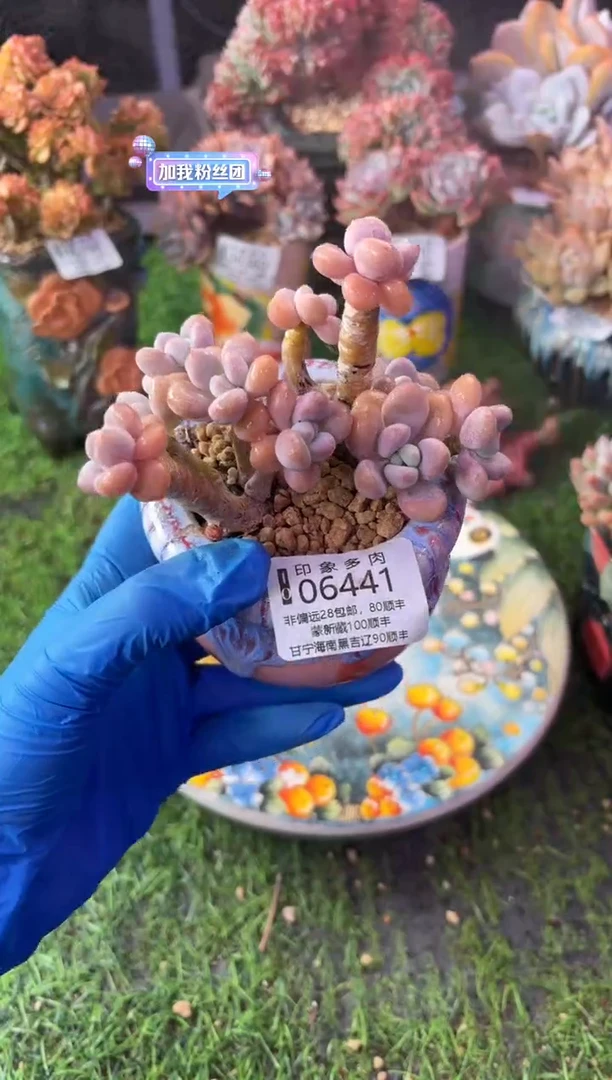 昆明印象多肉06441