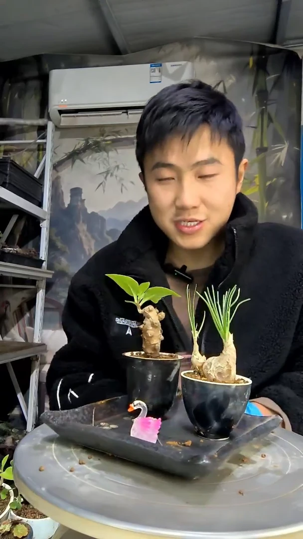 Y*R中青园艺一物一拍花446