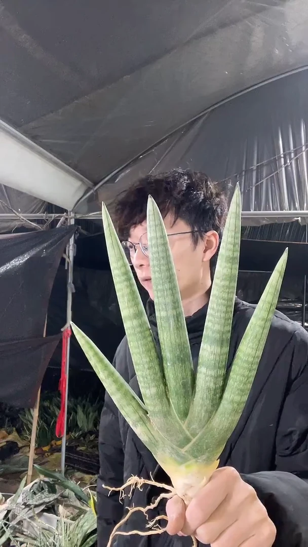 佛手兰5叶起裸根12.8