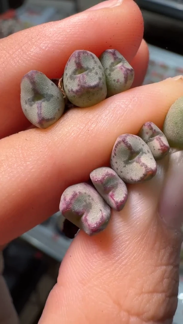 303多肉植物肉锥苏克曼杂交一颗