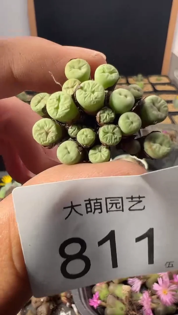 一物一拍        811