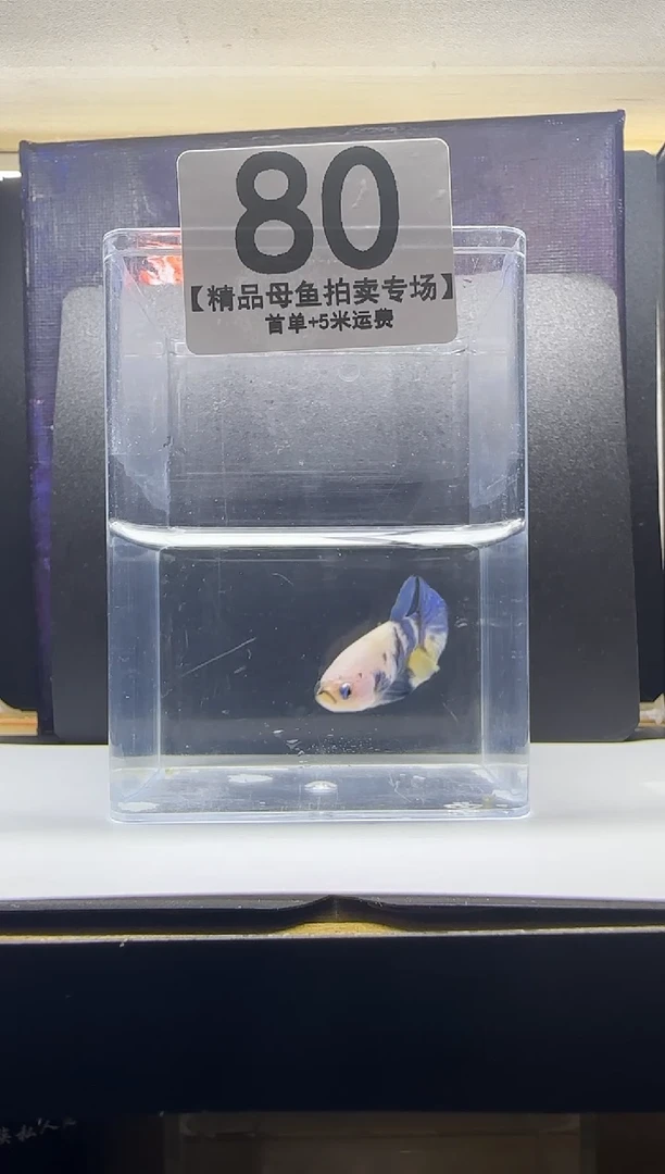 斗鱼母鱼编号：80