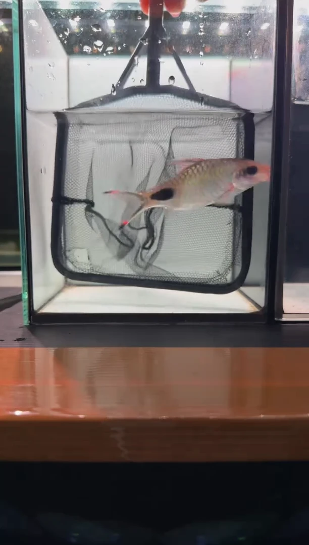 海水鱼红杂紫1111