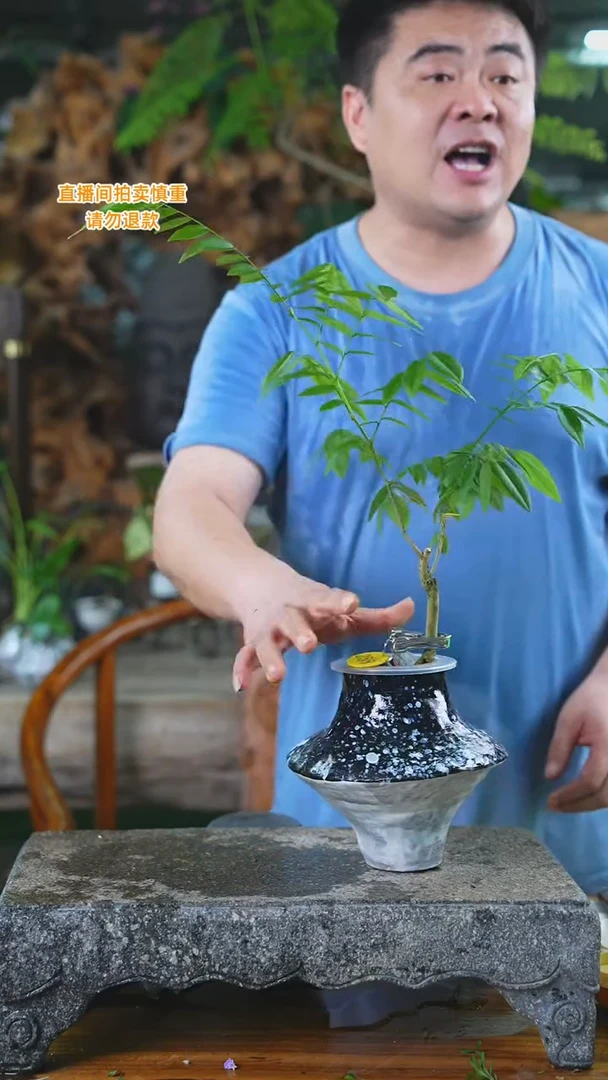 当前无花栽培后可以开花黄花梨258H+
