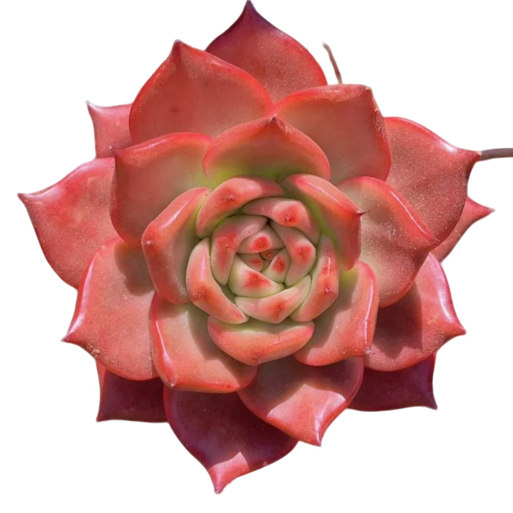 精控品单头粉钻【满19包邮】