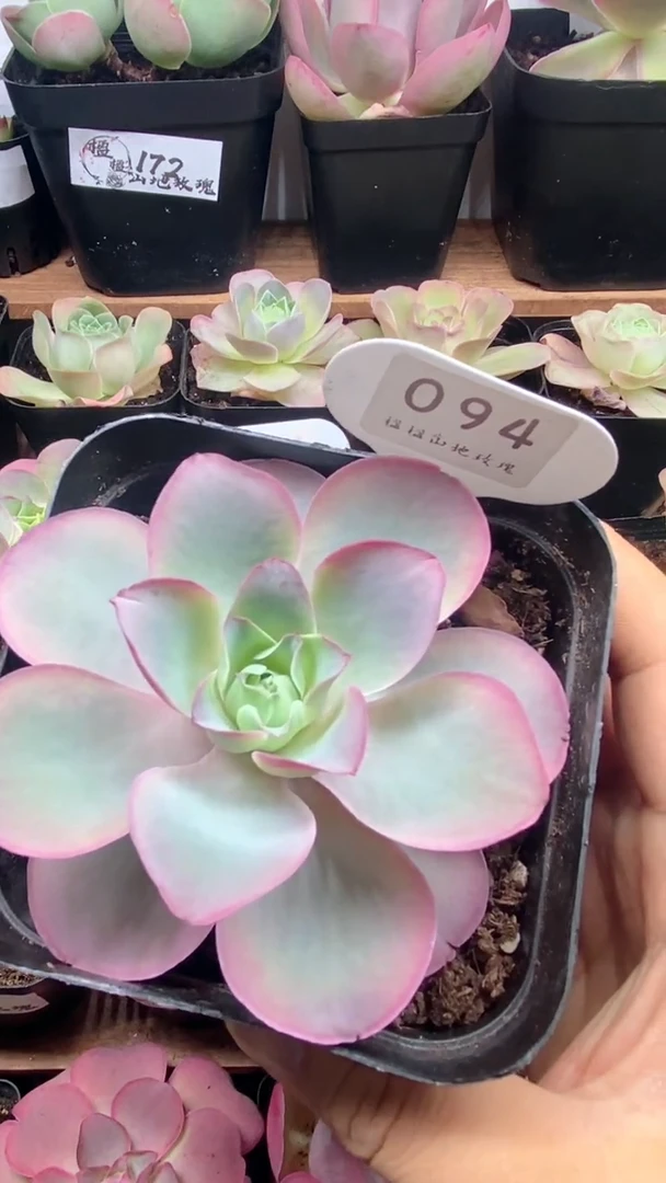 楹楹山地玫瑰/94