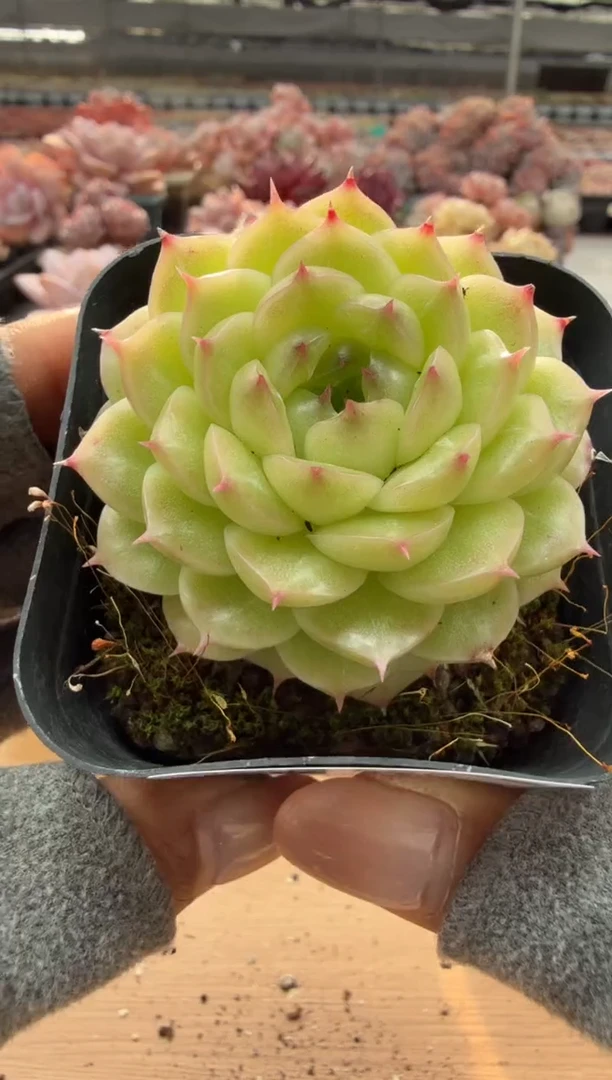 东云多肉园二店-56