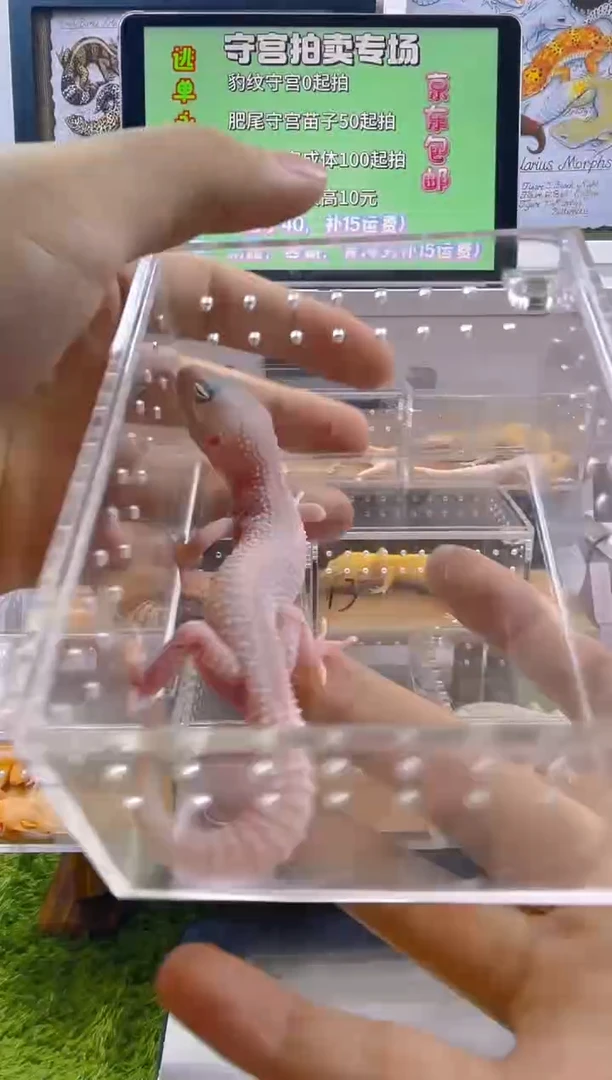 豹纹守宫豹纹守宫苗子亚成成体肥尾