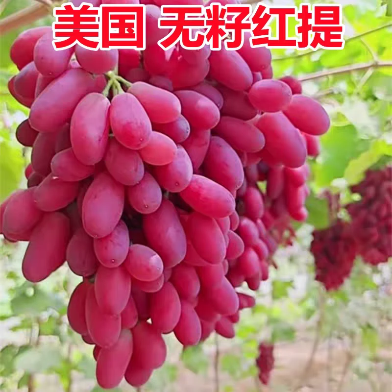 无籽红提克伦生 كىلىستون 葡萄苗新疆包邮